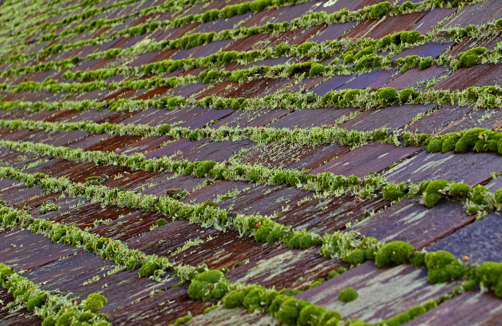 mossy-roof.png